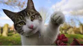 最新研究左撇子更聪明吗,左撇子科学验证