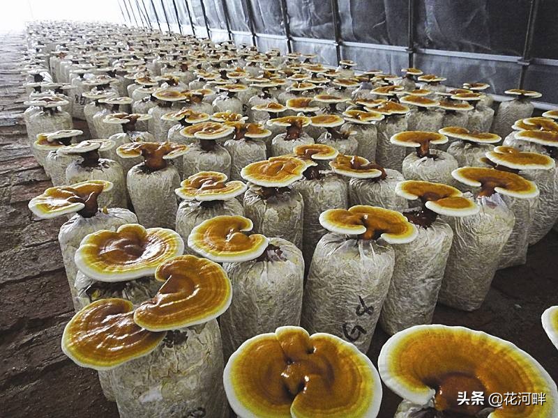 灵芝种植技术与栽培管理过程,灵芝每个阶段栽培环境条件