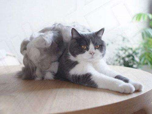 猫咪暴瘦掉毛严重,猫咪掉毛吃什么好