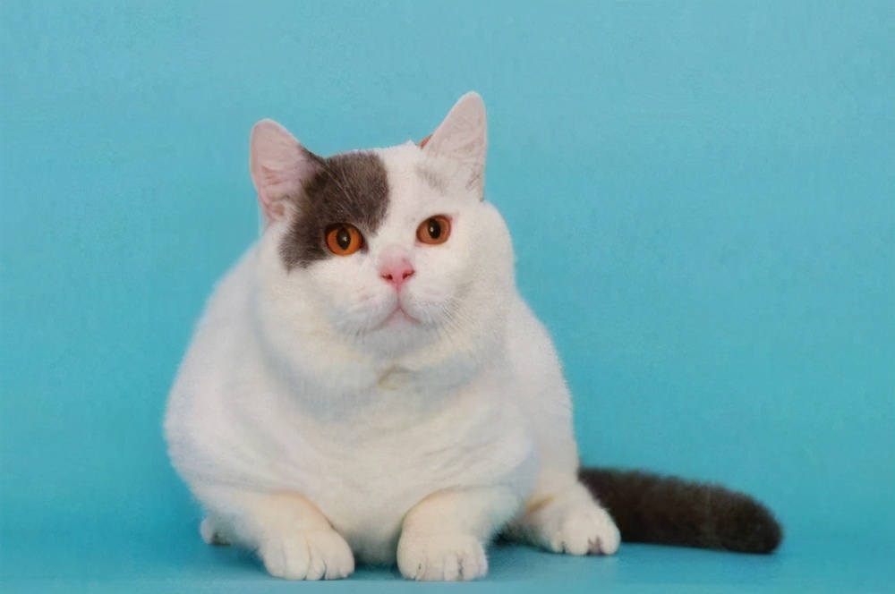 英短猫哪种花色不推荐,英短蓝白猫咪尴尬期前后对比