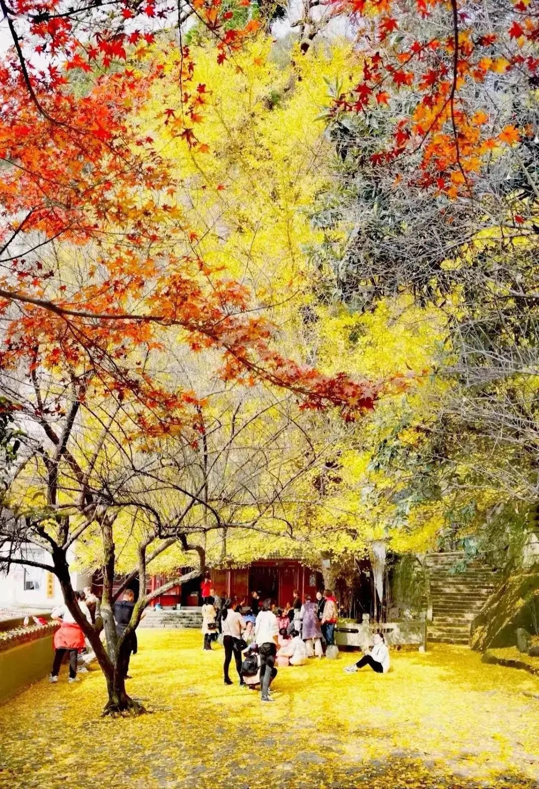 满地尽是黄金叶!来余杭及周边这几个地方,享受限定的初冬浪漫吧