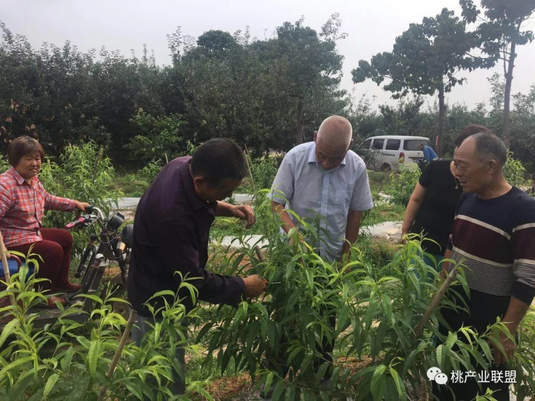 小桃树流胶是怎么回事,关于桃树流胶的处理法