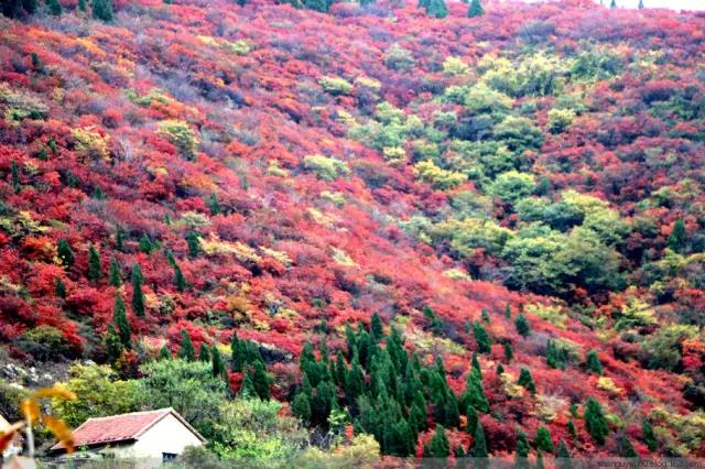 博山红叶谷门票优惠活动,博山十大免费红叶谷