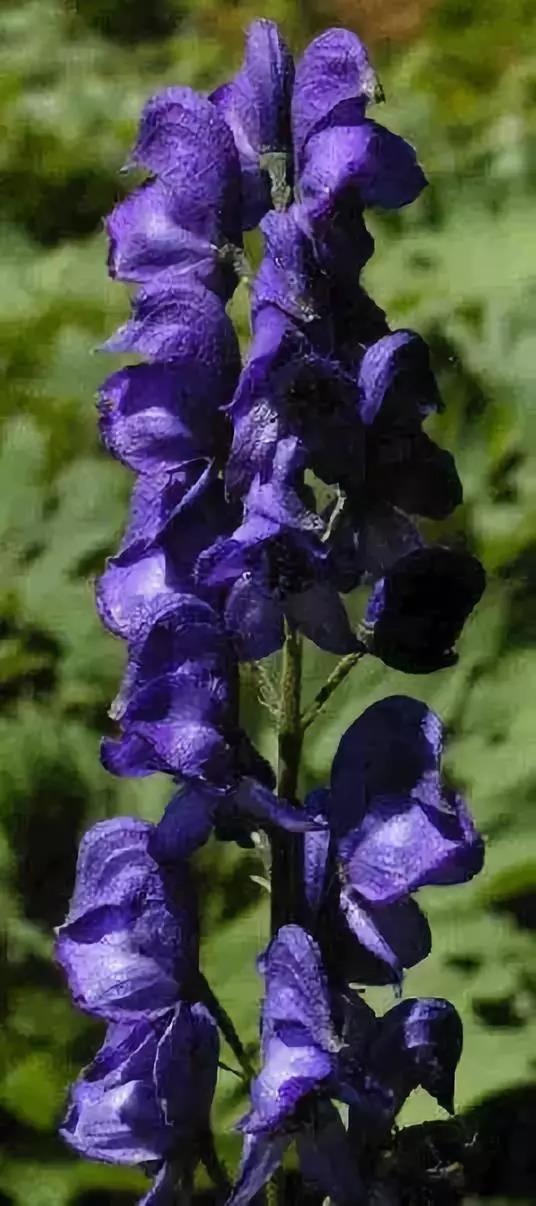 这4种花卉很漂亮花量大观赏度高,20种漂亮花好看不好养