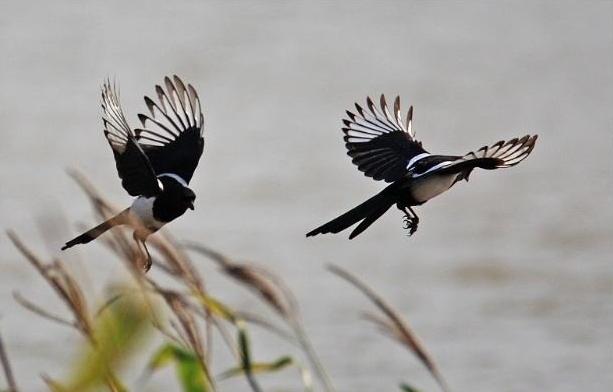 农村常见的动物抓了判刑,农村常见的10种野生动物