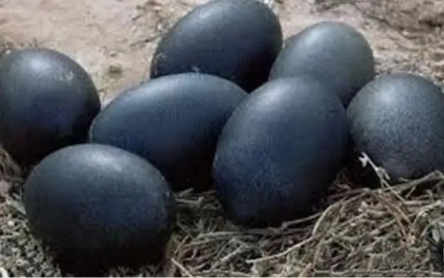 时迁偷吃的鸡最贵是什么鸡,时迁只因偷一只鸡被追杀