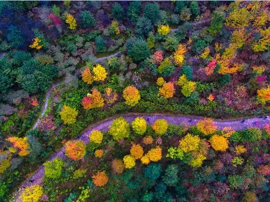 重庆铁山坪森林康养基地,重庆避暑康养基地