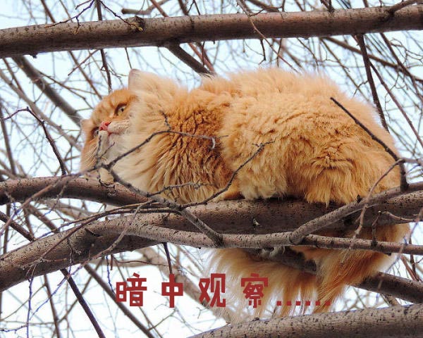 圣诞节的喵星人霸气又略萌,猫奴必看!又骗我养猫?