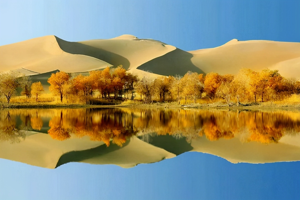 艺术家朗诵不朽的胡杨,千年不朽的胡杨