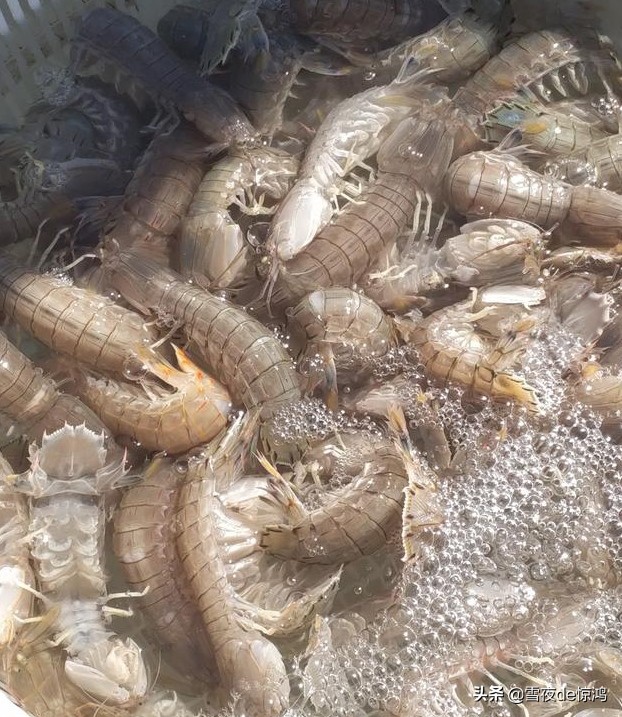 巽寮湾皮皮虾季节,皮皮虾什么季节好吃