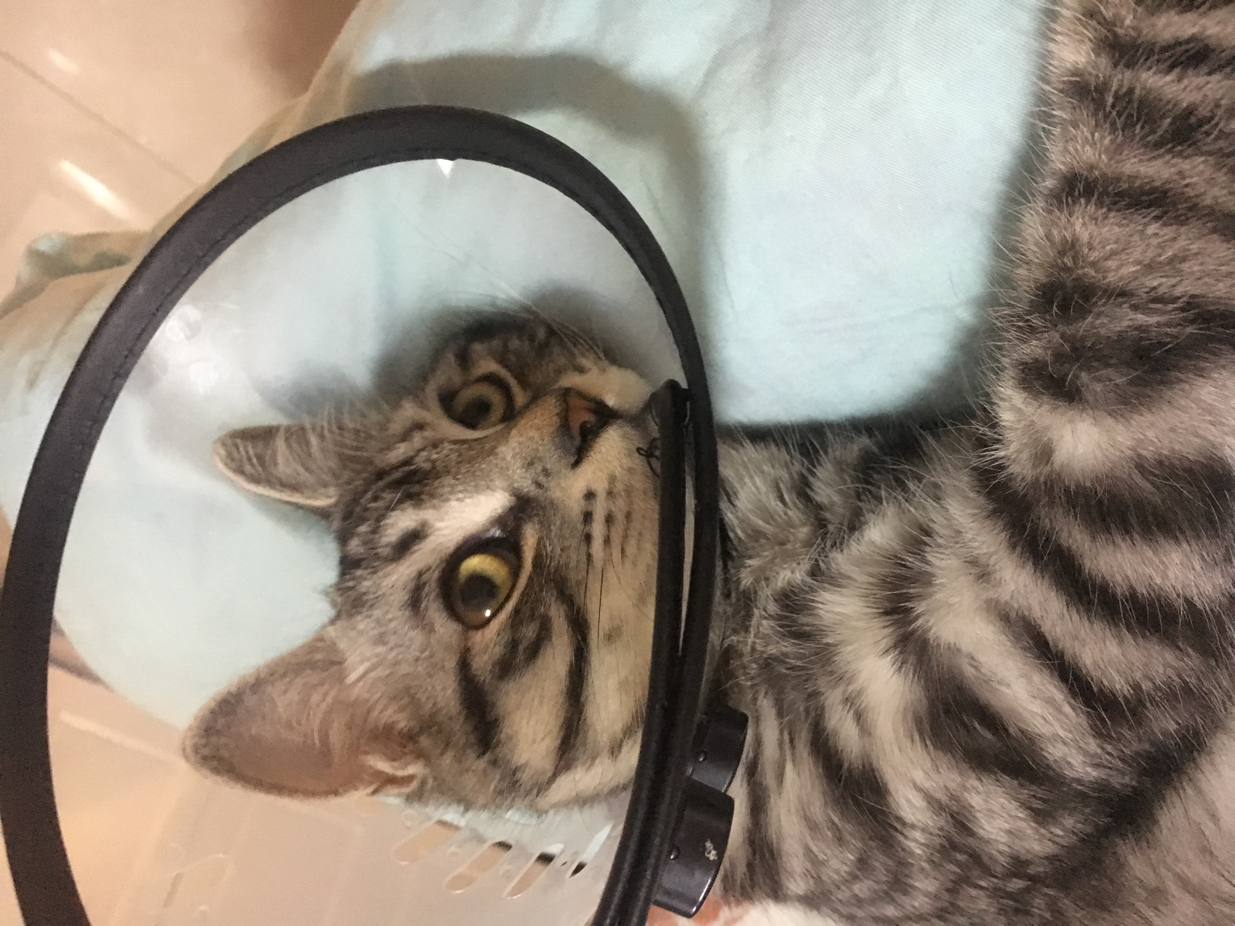 猫咪被“割蛋蛋”后,7天不理主人:如果重来,我会...