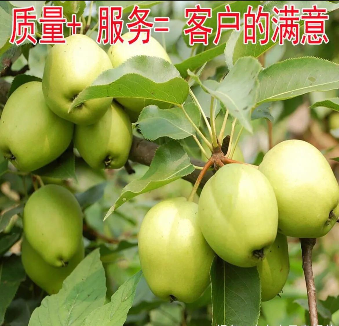 晚秋黄梨树苗哪里有售,早熟红心梨树苗出售