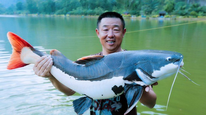 红尾鲶厉害吗,李大毛钓红尾鲶