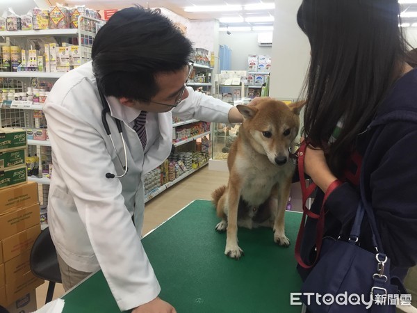 汪等待健检皮皮挫！　她养柴6年才知毛孩牙结石