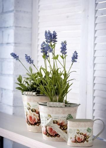 衣草的种植方法和注意事项图片,紫色薰衣草怎么养护好看