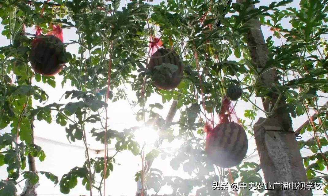 卖小西瓜技巧,卖西瓜小妙招