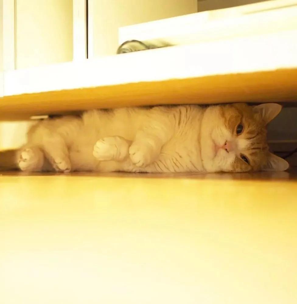 爱唱歌的小猫咪,爱唱歌的可爱猫咪