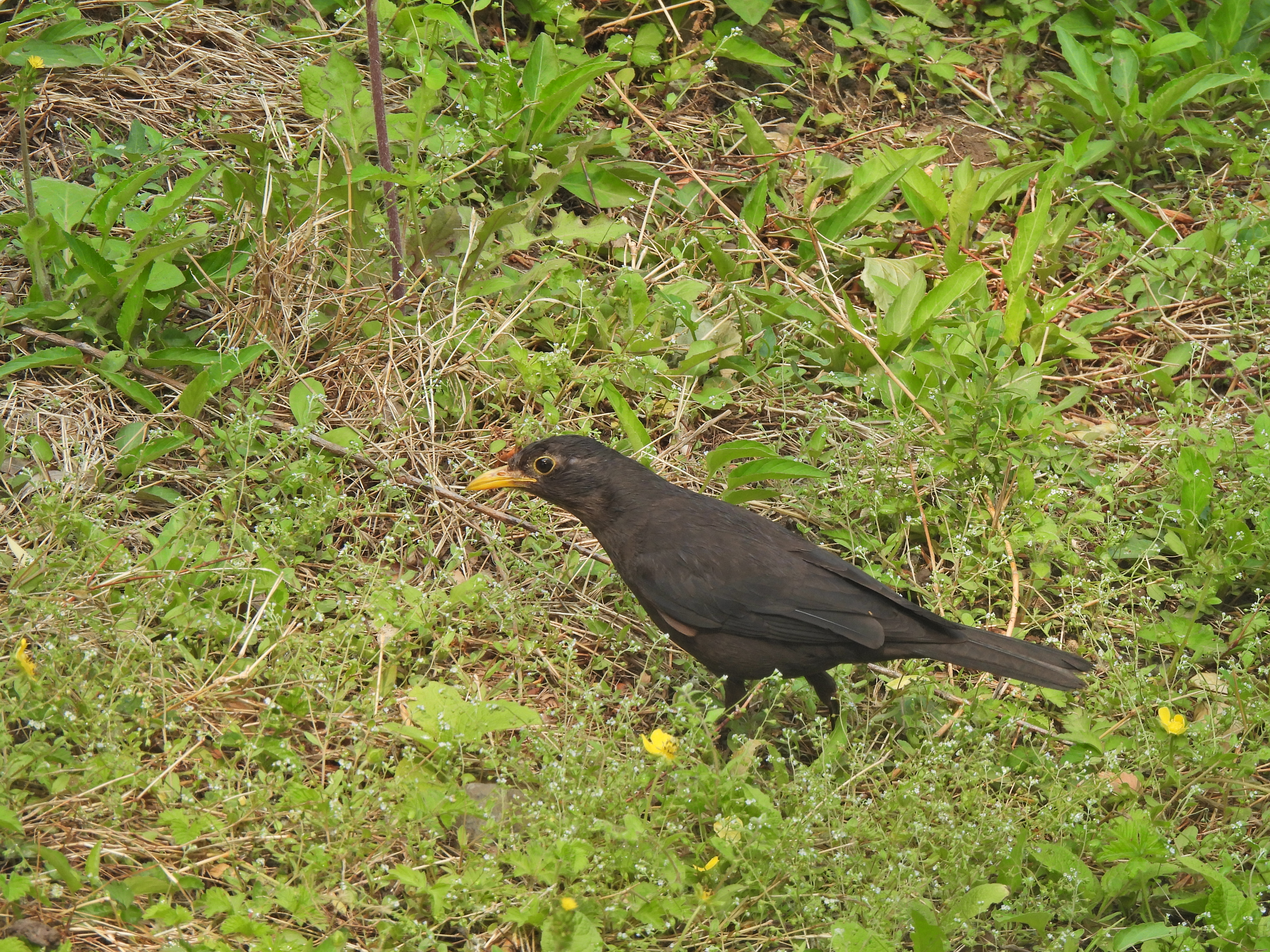 尼康p950长焦多少钱,尼康nikoncoolpixp950