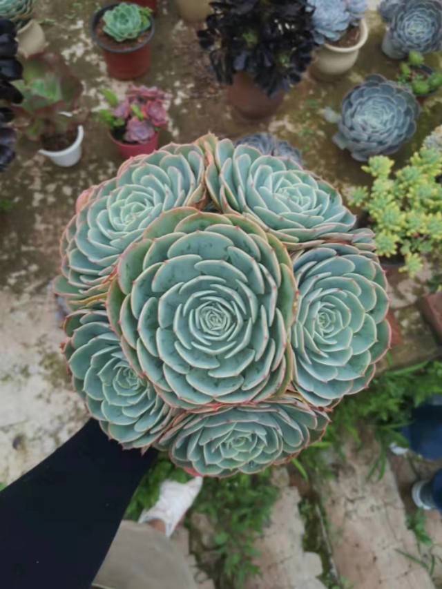 玉蝶直接种地里,个个漂亮长势好!玉蝶度夏这样做,没毛病