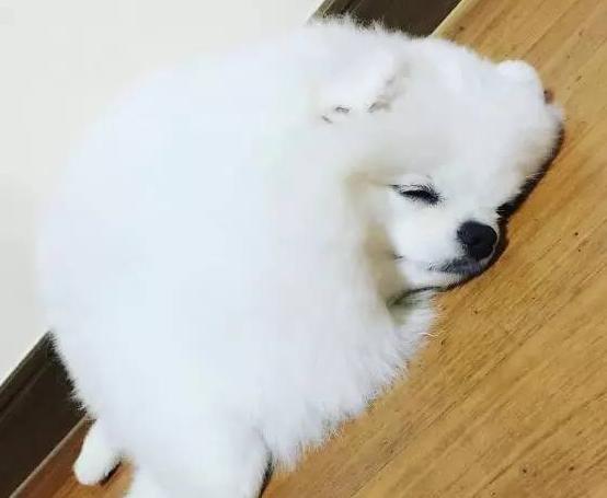 博美犬老了有什么特征,博美犬的特性和特点