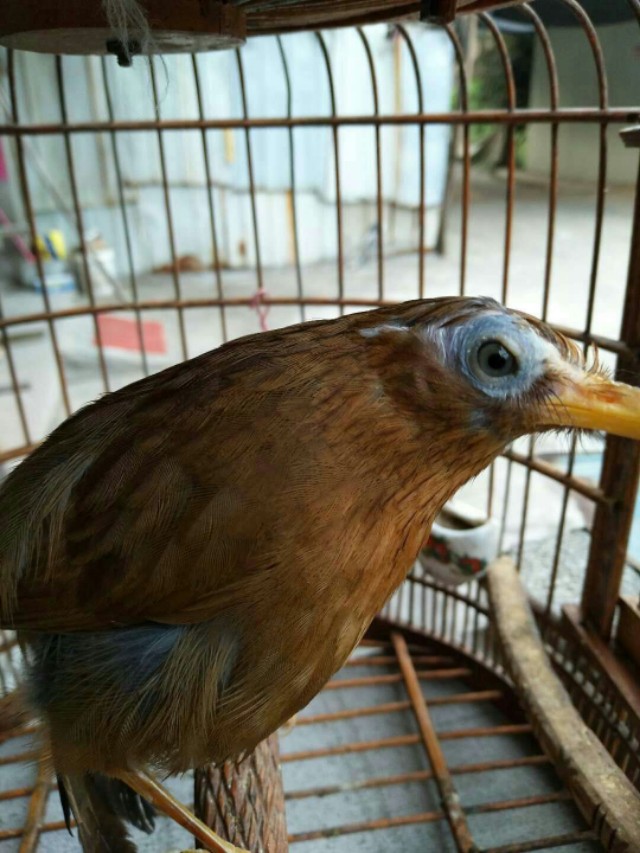 挑选生头画眉鸟,如何挑选画眉鸟饲料