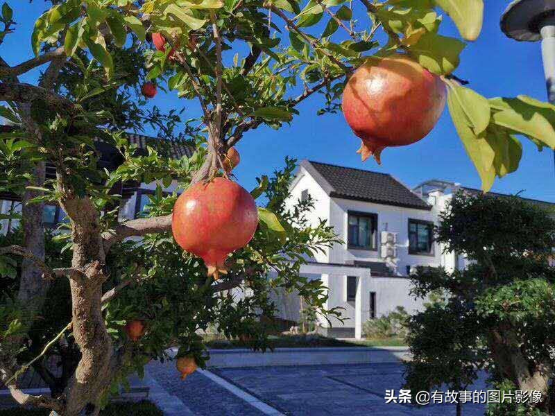 民宿|最美的和院，春风十里，只为睡你