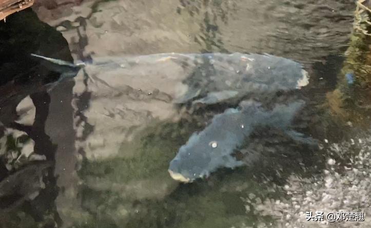 广州从化亮点农家菜,从化农庄土菜有哪些