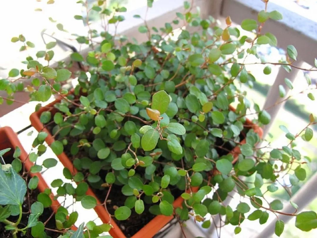 千叶吊兰夏季可以移栽吗,千叶吊兰可以种植在吸水石上吗