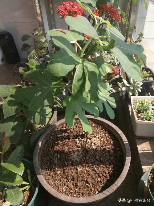 盆栽无花果怎么养护,盆栽无花果怎么养护最好