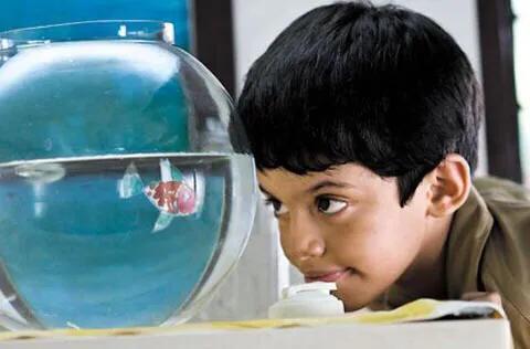 关于融合教育的课题有什么,融合教育政策是如何落实的