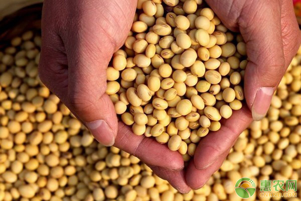 今日河南大豆收购价格最新行情,吉林省敦化市大豆价格最新行情