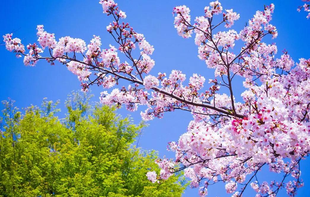 几月赏樱花最好,最美赏樱攻略大全