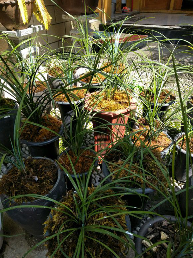 石斛兰花上有黄点什么原因,栽种的兰花进50天了为什么叶片黄