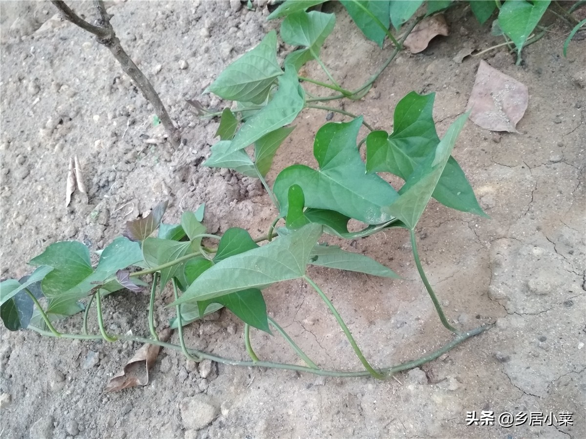 红薯藤怎么才能越采越多,红薯藤长了需要打枝吗