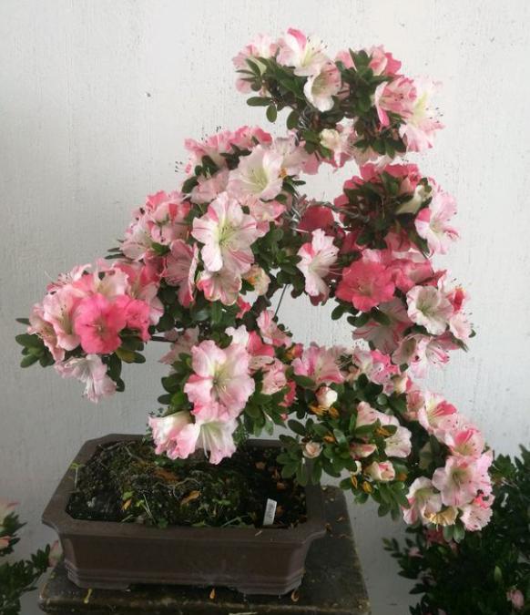 新入手的杜鹃花怎么养,冬季入手杜鹃花好吗