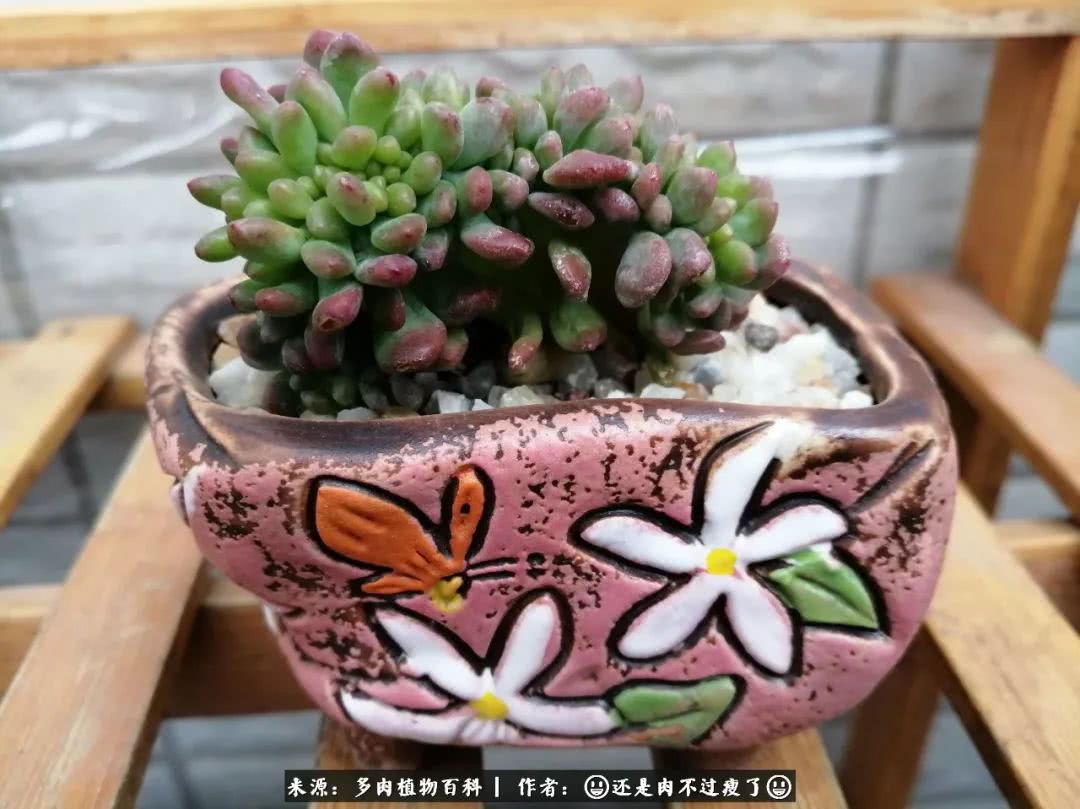 日照弘一法师,日照法师请师父