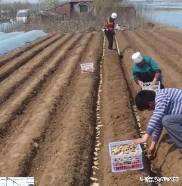 大姜病虫害防治技术要点,大姜催芽技术要点