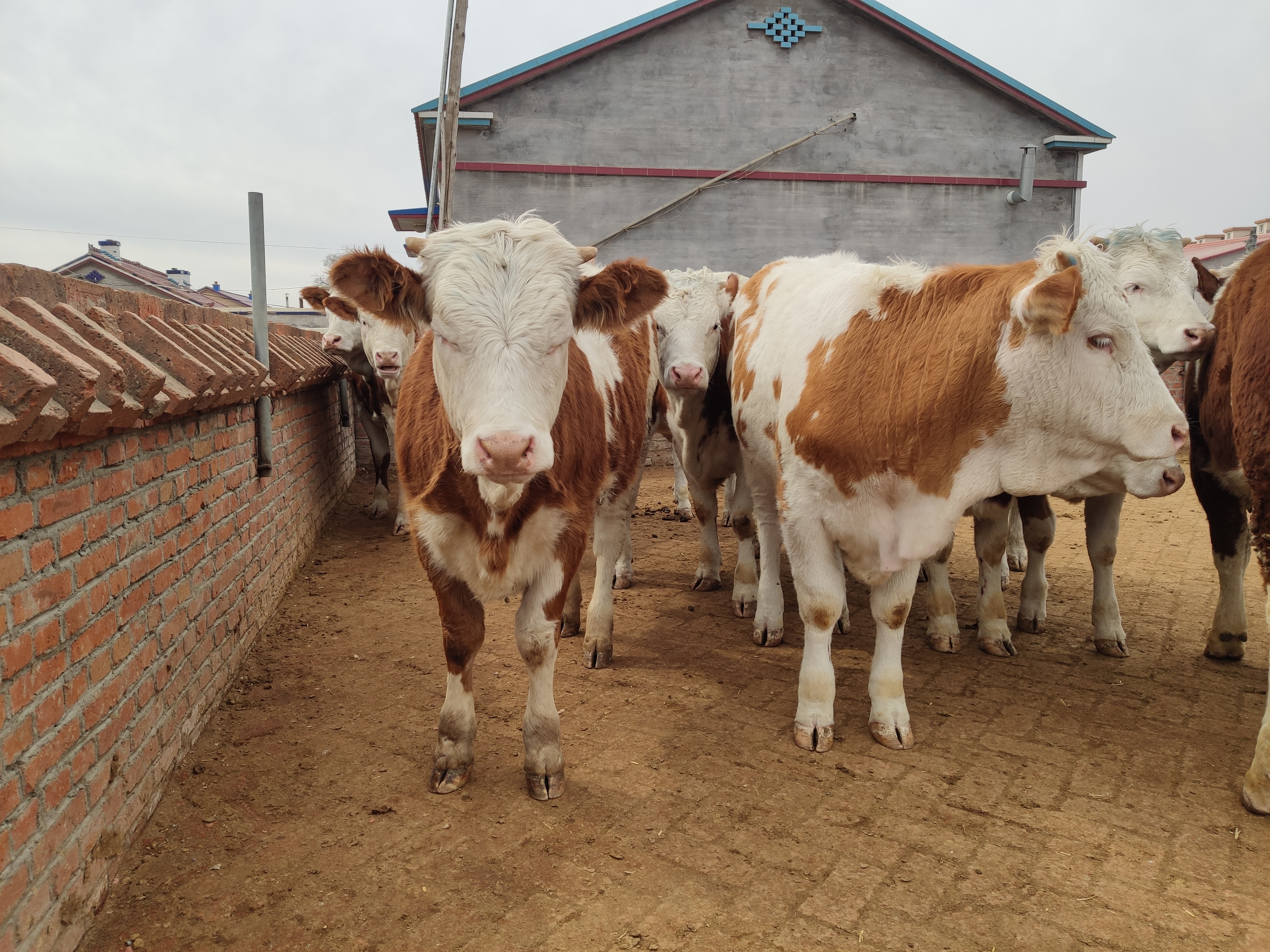 养牛新手怎么养牛,养牛人30年的养牛经验必学