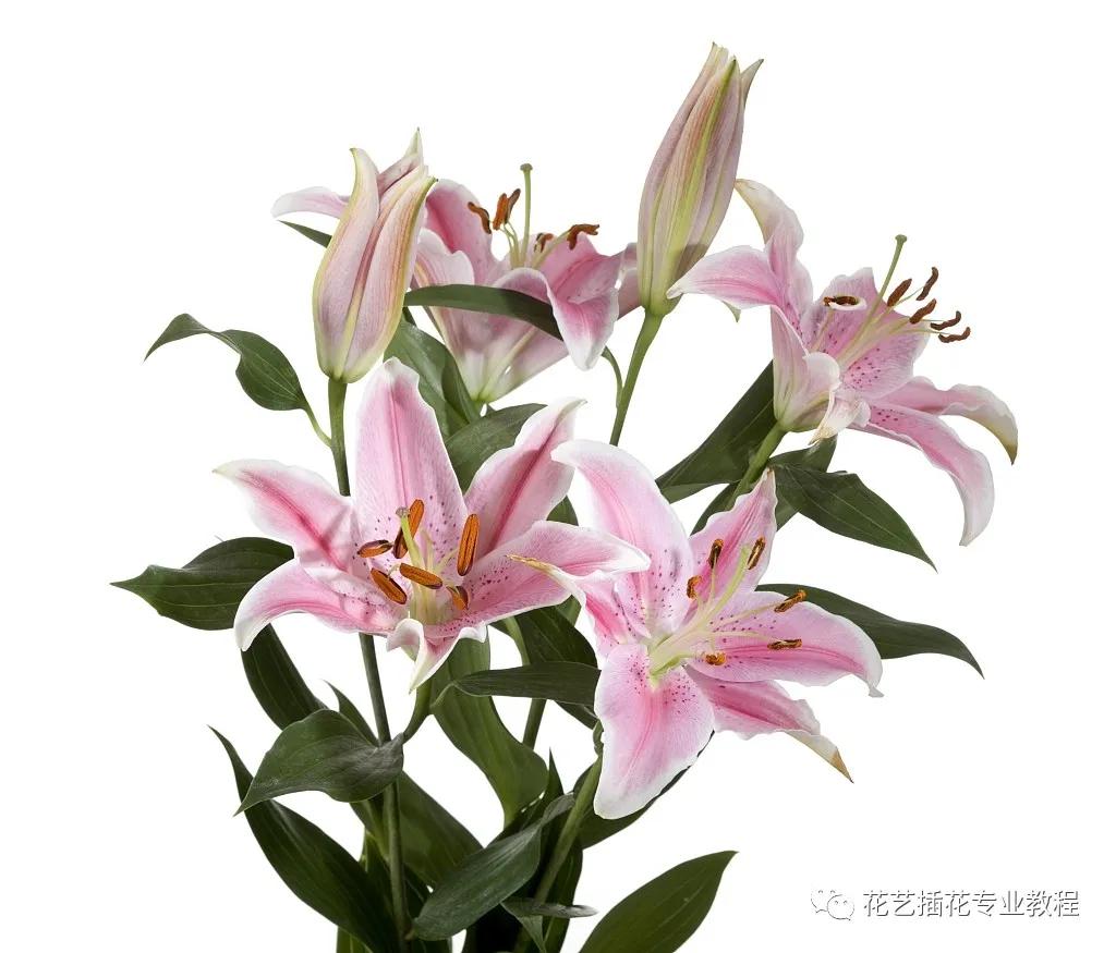 刚开业的花店怎么进货,想开家花店花从哪进货