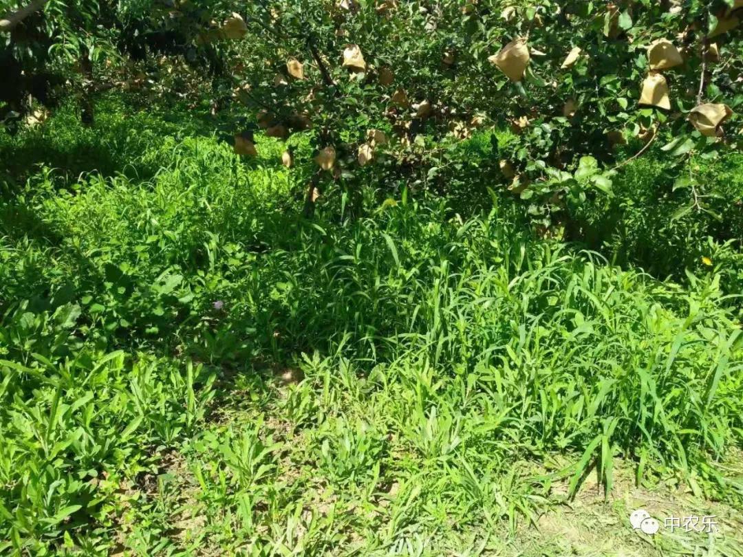 雨后果园更清新了吗,雨后果园有什么讲究