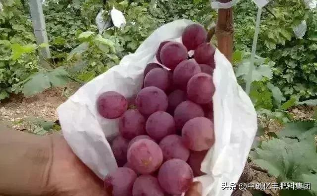 葡萄能不能在坑内种植,葡萄种植坑挖多大合适