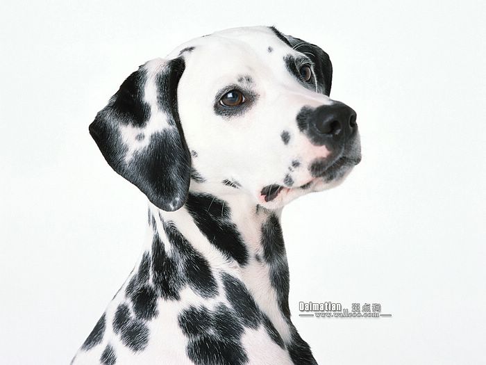 每日一犬,大麦町犬和小麦町犬的区别