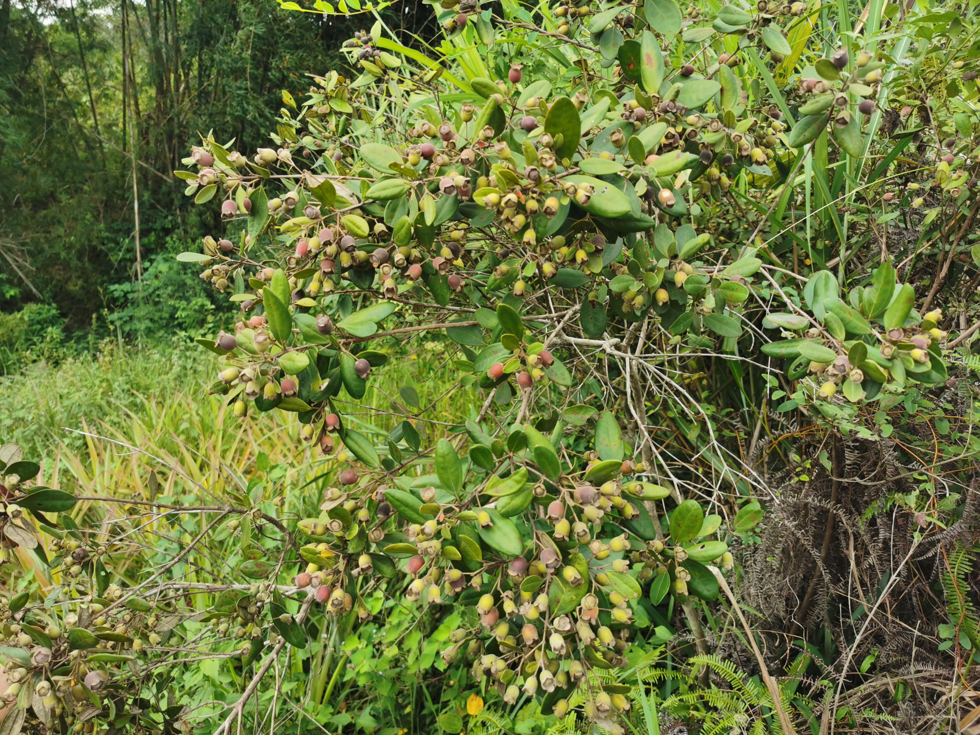 捻子酒半年后要把捻子捞出来吗,捻子酒制作方法