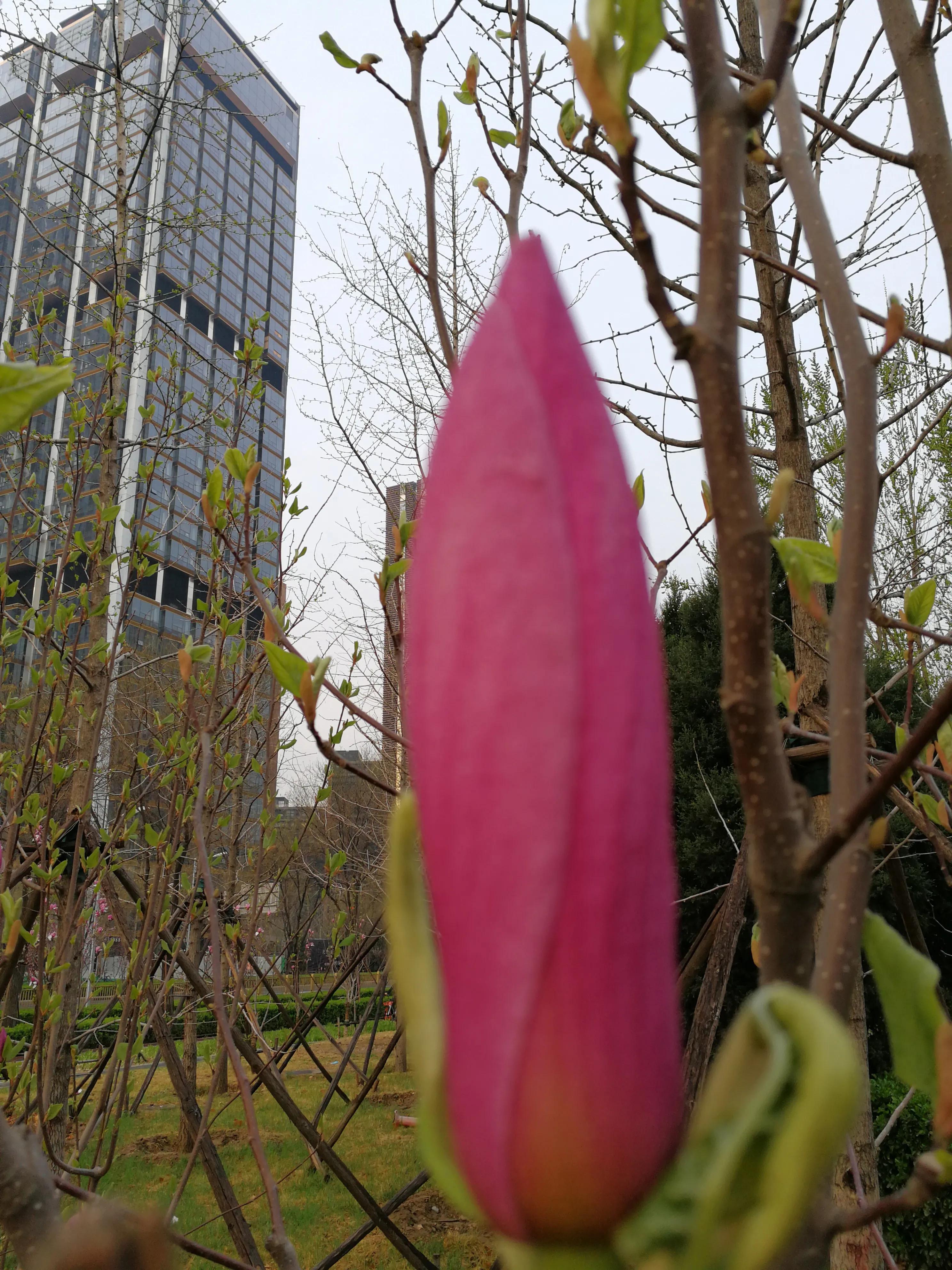 三牛精神的重要性,三牛精神来自哪