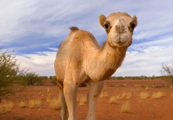 骆驼在澳洲泛滥成灾的原因是什么,澳大利亚为什么不可以养骆驼