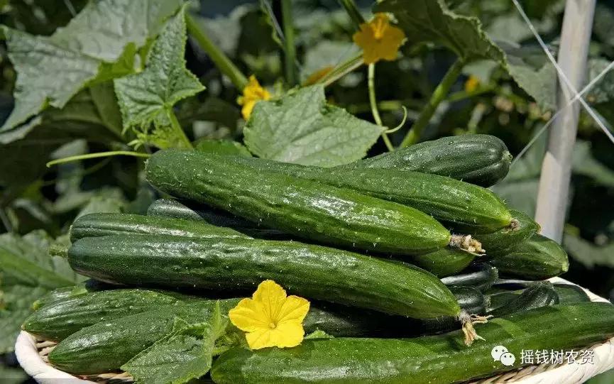 黄瓜秧黄叶死秧怎么回事,青瓜萎蔫怎么办