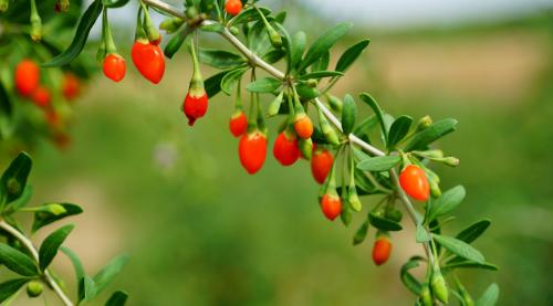 枸杞叶跟什么煮清肝明目,枸杞叶养肝明目养颜美容