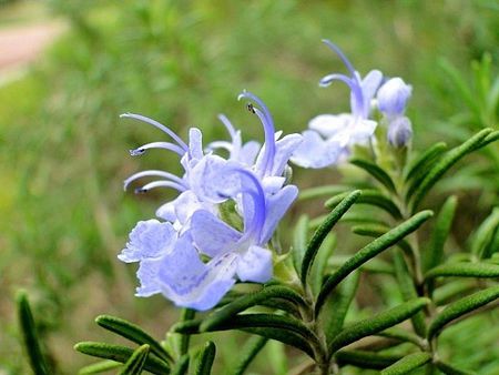 郁金香花中仙子,花中仙子凤仙花