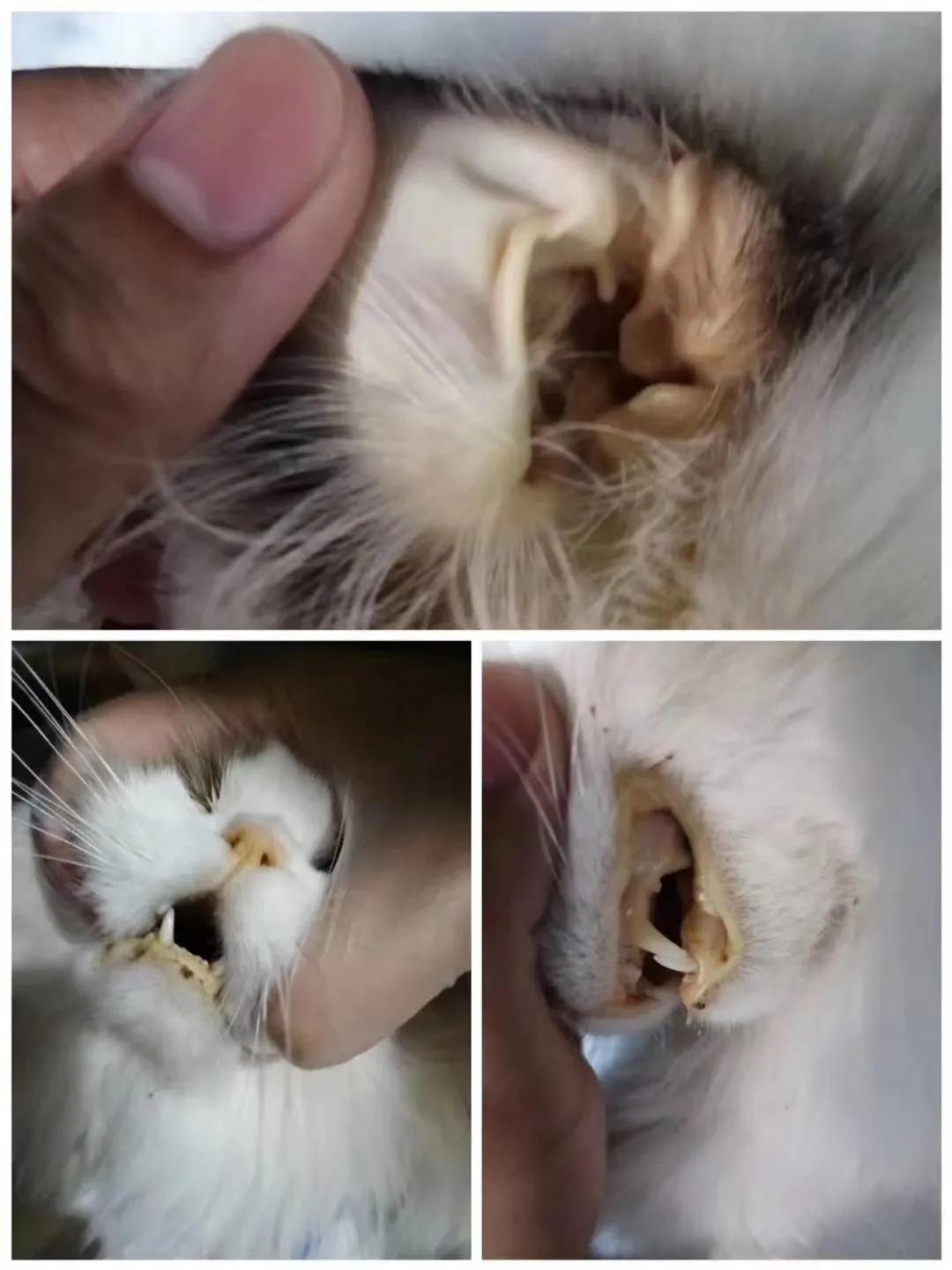 猫咪脂肪肝黄疸的真实经历,猫咪脂肪肝在家治疗方法