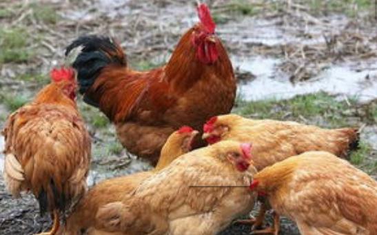 鸡子嗓子呼噜怎么办用什么药,鸡子喘气呼噜呼噜响吃什么药